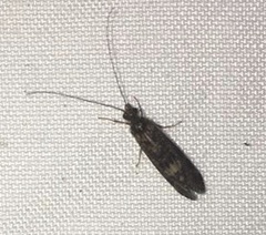 Annulipalpia