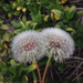 Taraxacum sect erythrosperma - Photo (c) James Bailey, osa oikeuksista pidätetään (CC BY-NC), lähettänyt James Bailey