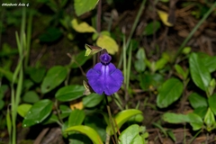 Salvia rhizomatosa
