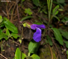 Salvia rhizomatosa
