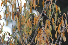 Poecile sclateri