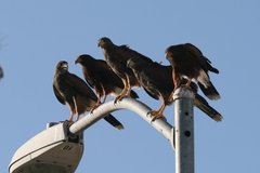 Parabuteo unicinctus