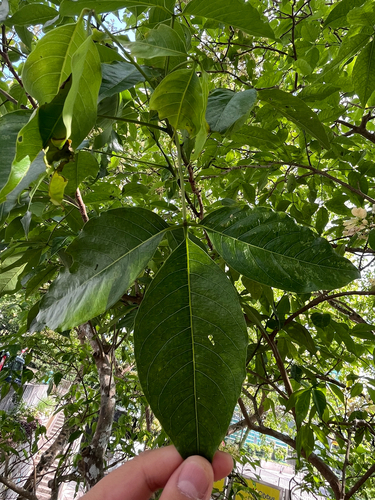 Crateva religiosa observed 2026-04-26