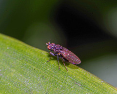 Sphaeroceroidea