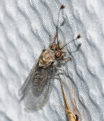 Ululodes cajennensis