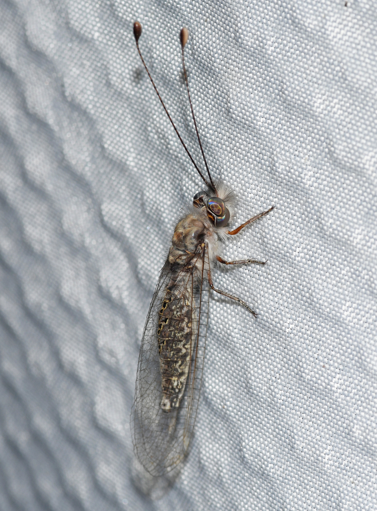 Ululodes cajennensis