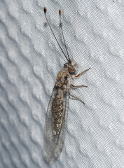 Ululodes cajennensis