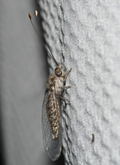 Ululodes cajennensis