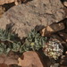 Menonvillea cuneata - Photo (c) aacocucci, alguns direitos reservados (CC BY-NC), uploaded by aacocucci