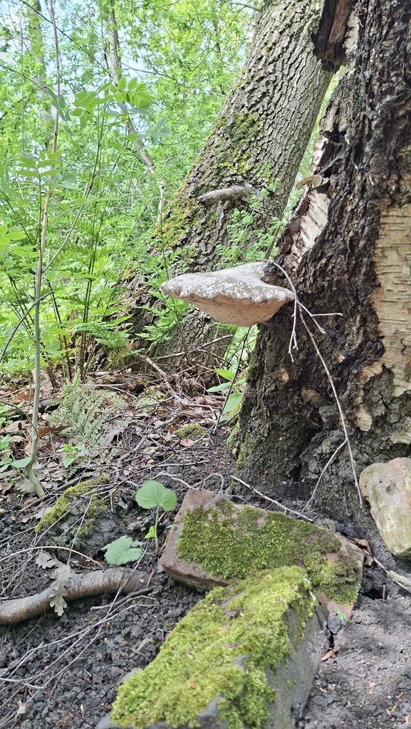 Fomitopsis betulina · April 2026 · photo: © sarahatherton (iNaturalist, cc0)