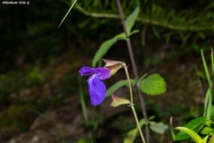 Salvia rhizomatosa
