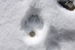 Canis lupus italicus