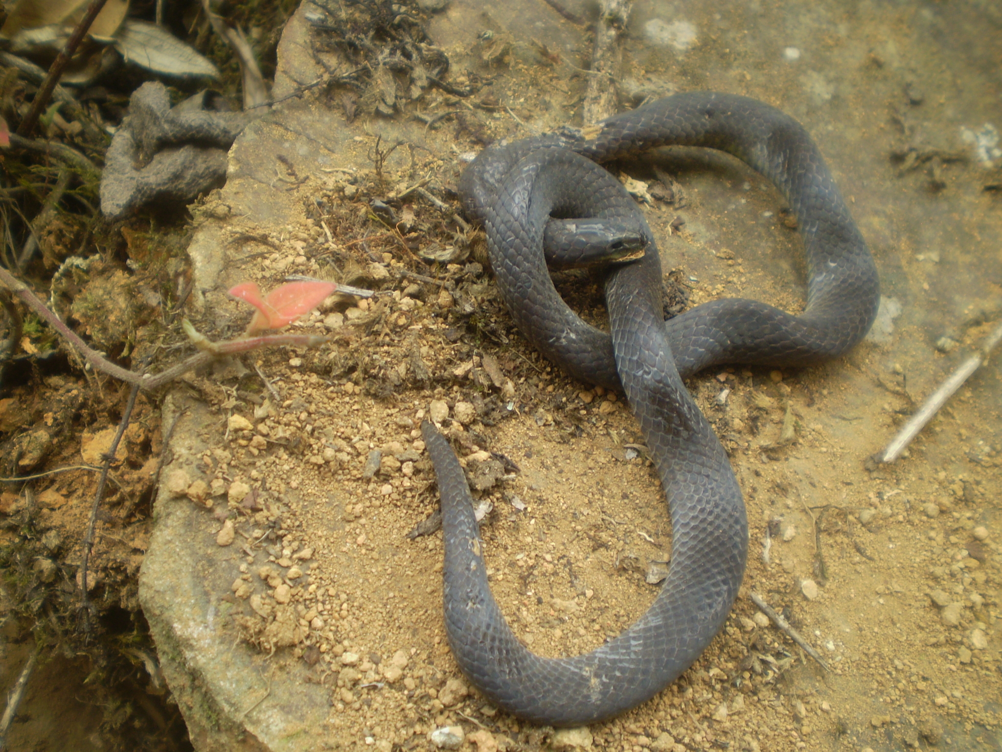 Atractus carrioni image