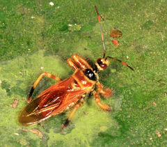 Agriocoris flavipes
