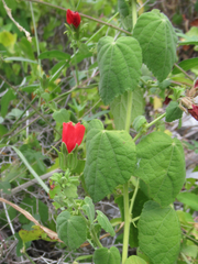 Malvaviscus arboreus drummondii