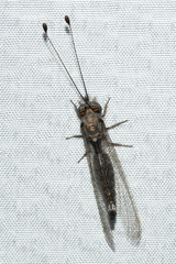 Ululodes cajennensis