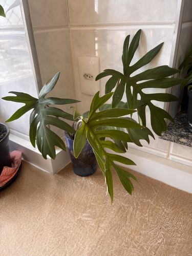 Philodendron mayoi