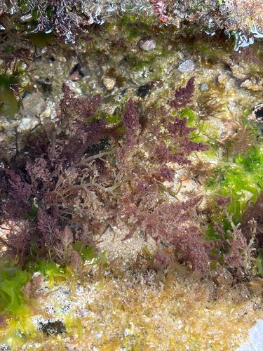 Laurencia pacifica observed 2026-04-25