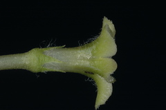 Jaborosa caulescens