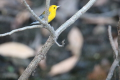 Protonotaria citrea