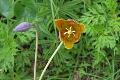 Calochortus purpureus