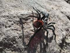Dugesiella anitahoffmannae
