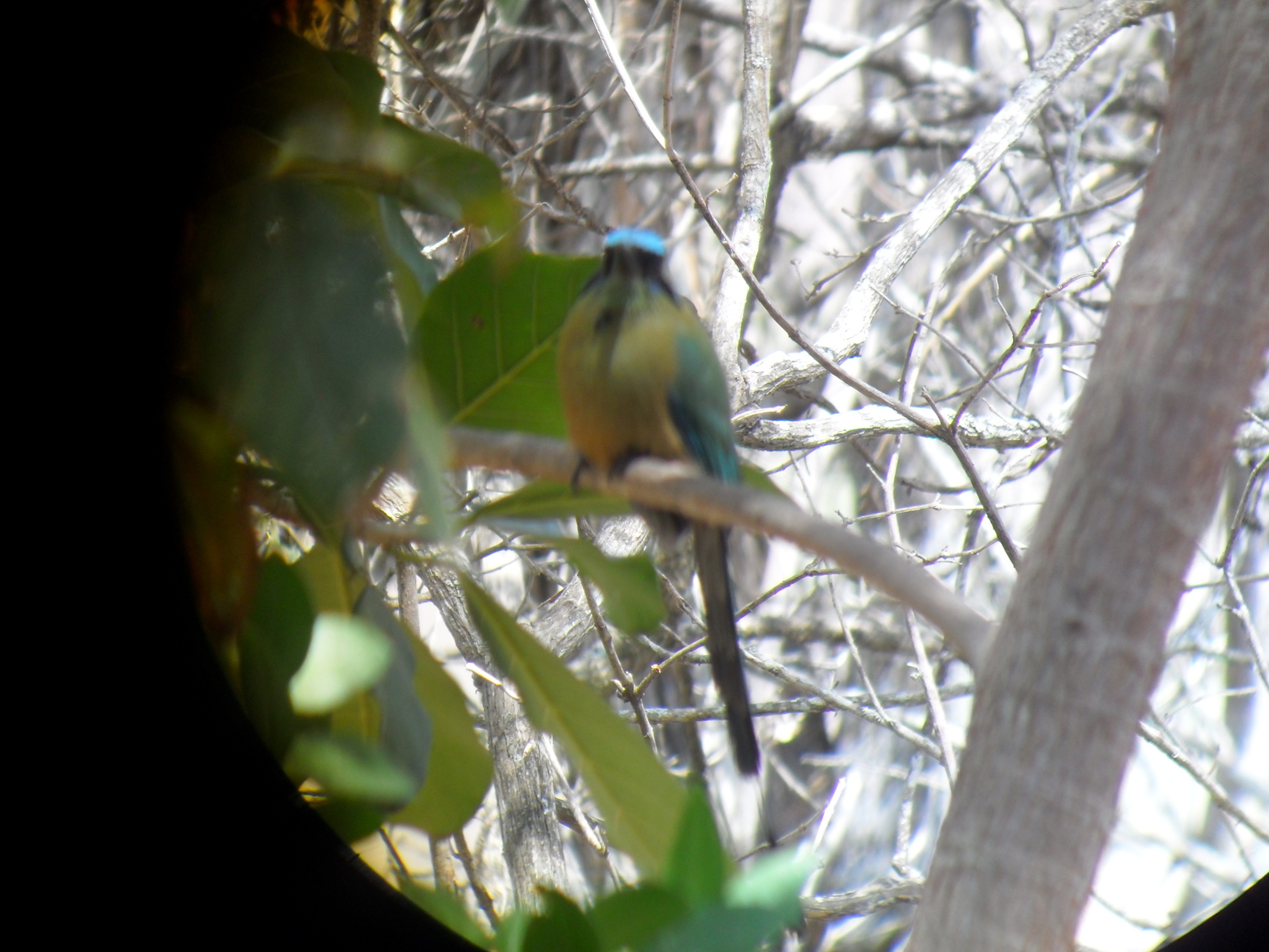 Momotus subrufescens image
