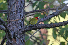 Piranga erythrocephala