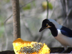 Cyanocorax mystacalis