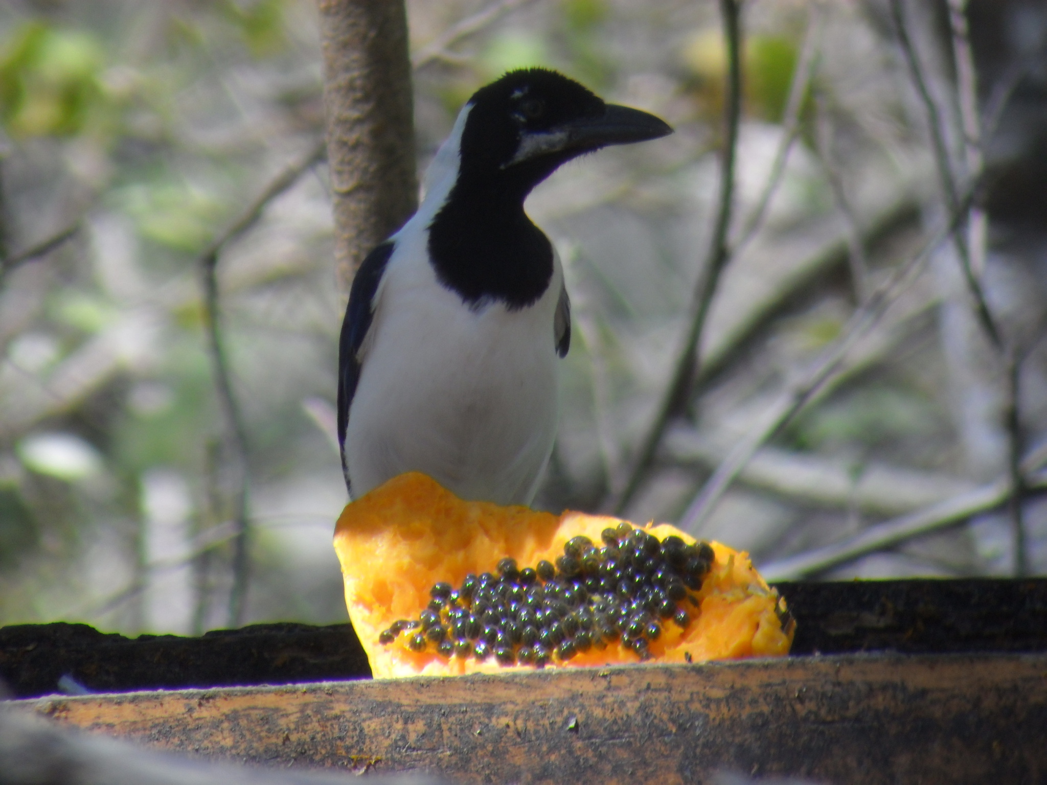 Corvidae image