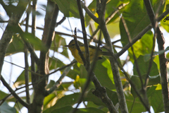Vireo hypochryseus