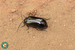 Chapuisia scutellaris