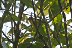 Vireo hypochryseus