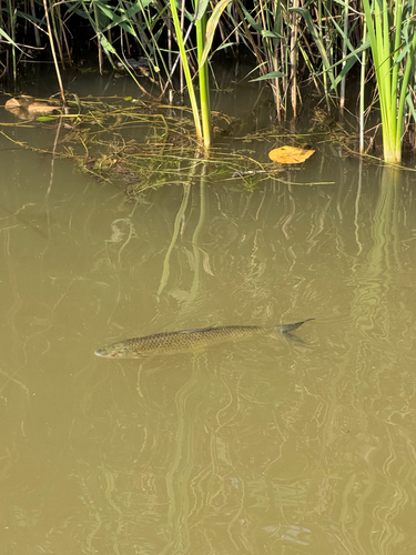 Barbel chub (Squaliobarbus curriculus) — Cyprinidae — 2