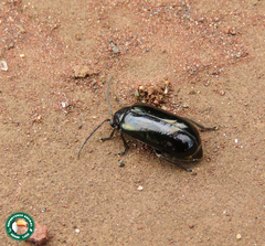 Chapuisia scutellaris