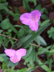 Tradescantia crassifolia