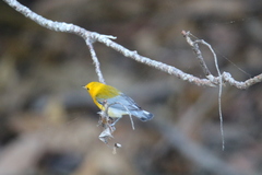 Protonotaria citrea