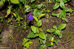 Salvia rhizomatosa