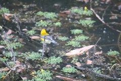 Protonotaria citrea