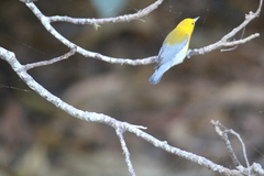 Protonotaria citrea