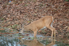 Odocoileus virginianus