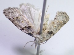 Carposinidae