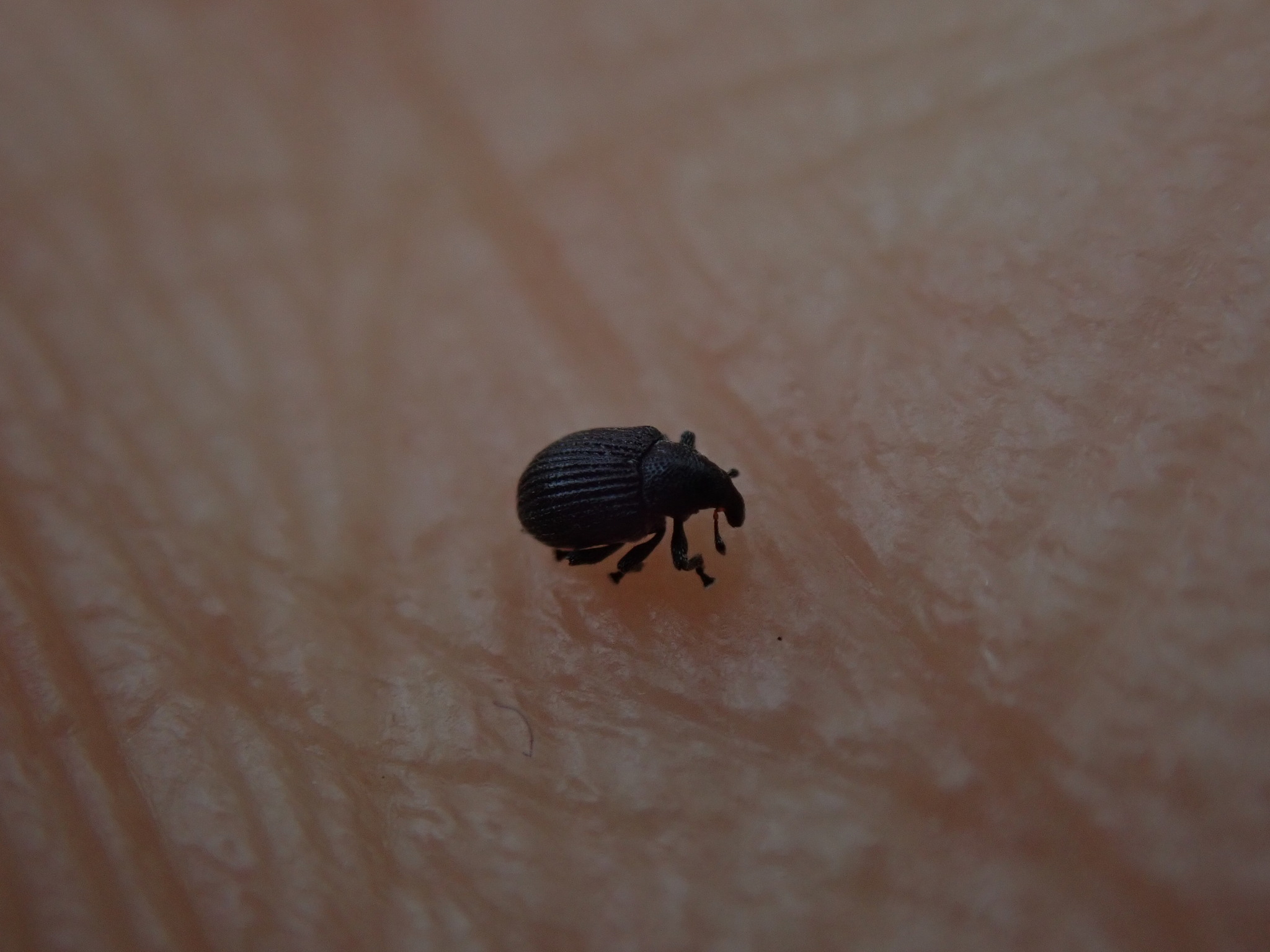 Anoplus plantaris