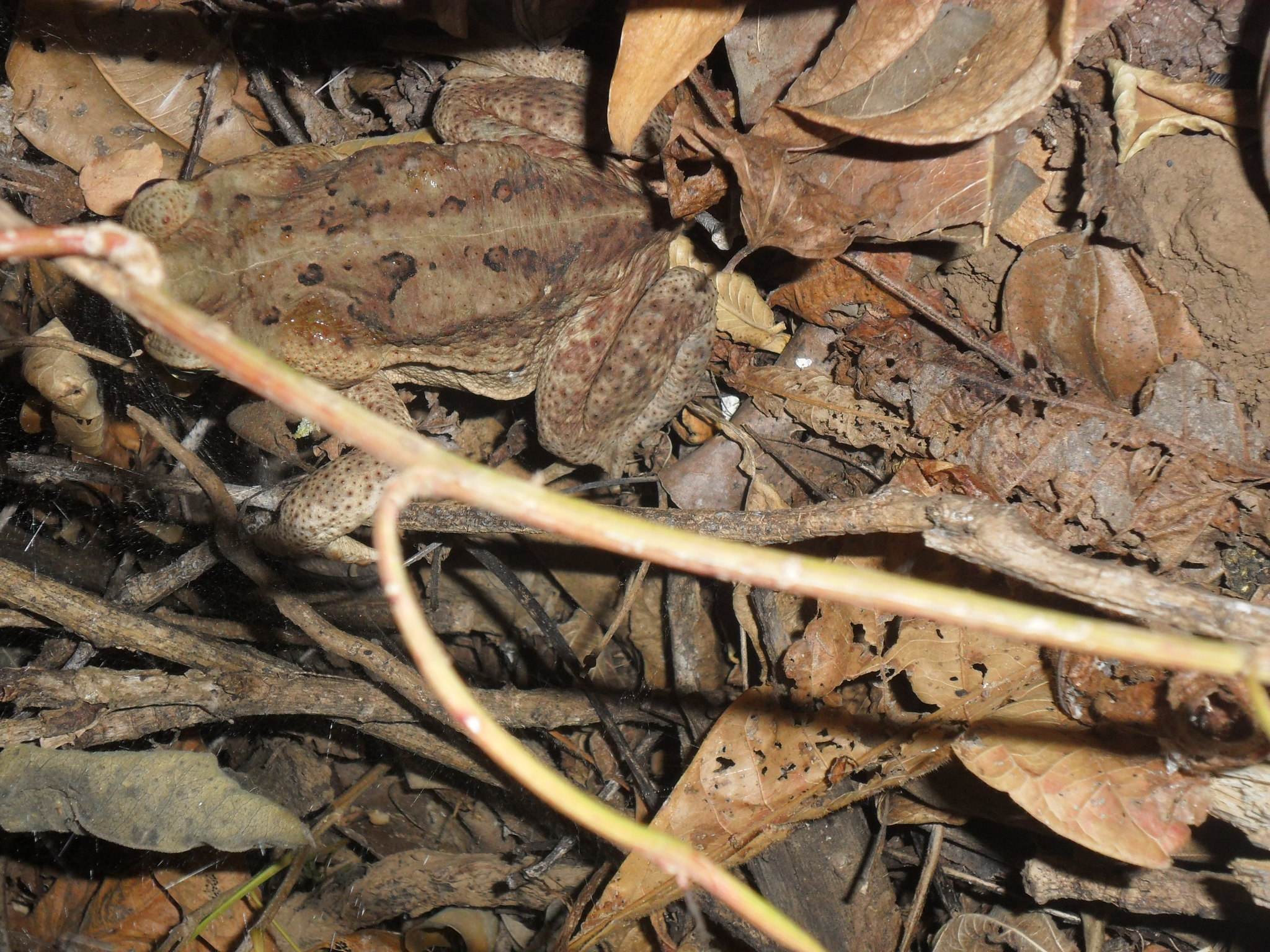 Rhinella horribilis image