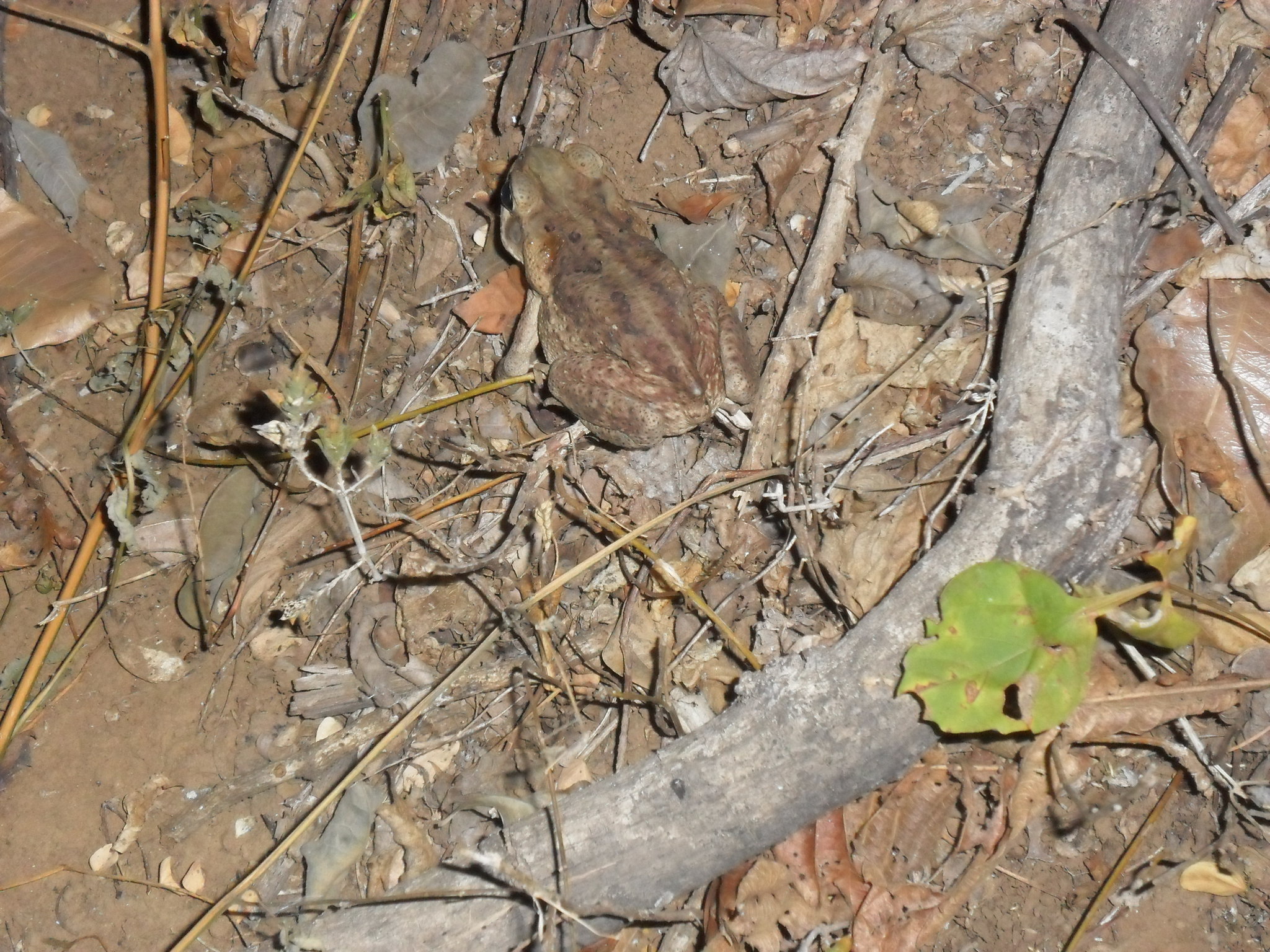 Rhinella image