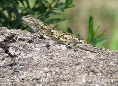 Sceloporus asper