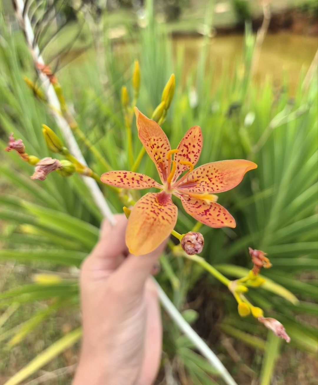 Iris domestica