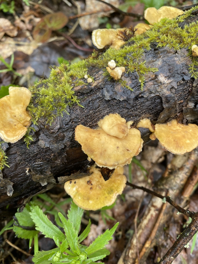 Trametes ochracea · April 2026 · photo: © ilya_rudenko (iNaturalist, cc-by)