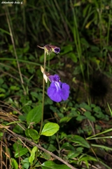 Salvia rhizomatosa