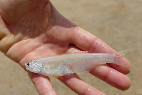Anchovy (Pterengraulis atherinoides) — Engraulidae